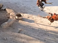 Chickens — Foto 8