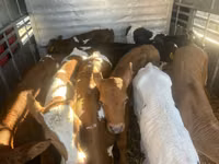 İribuynuzlu mal-qara (partiya, cinsi göstərilməyib), Simmental cattle — foto 5