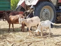 பெண் வெள்ளாடு, Nubian Goat — புகைப்படம் 4