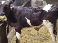Býk, Simmental cattle — foto 3