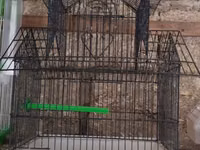 Vatsapla elaqe saxlasyin quslar qefesler Məhsul: Nimfa (Cockatiel) — foto 5