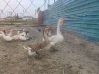 Geese — Foto 3