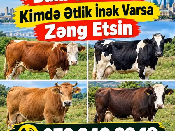 Vaca, Ganado vacuno