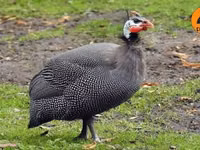 Guinea fowl — foto 2