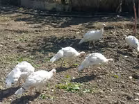 Turkeys — foto 1