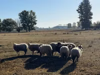 公羊, Racka sheep — 照片 3