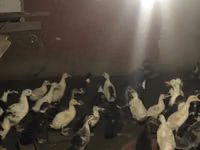 Ducks — photo 4
