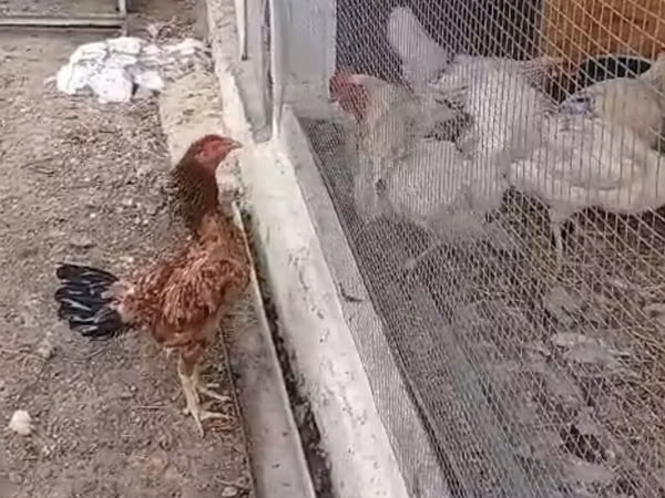Chickens — Azerbaïdjan