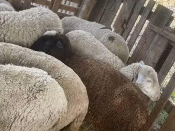 Brebis, Blackheaded Persian sheep