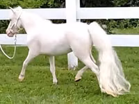 Égua, Miniature horse — foto 4