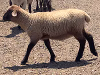 Qoʻchqor, Hampshire sheep — 6-rasm