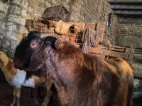 Cabro, Kamori goats — foto 2