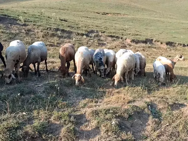 Ovce, Ovce