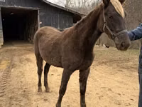 Kısrak, Rocky Mountain Horse — foto 4