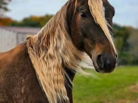 雄馬, Friesian — 写真 5