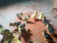 Ducks — zdjęcie 6