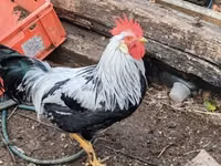Chickens — 照片 3