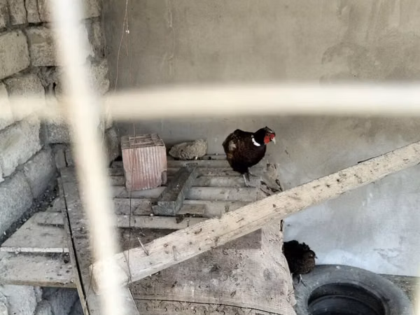 Turkeys — Azerbaïdjan