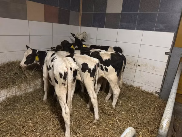 பசு, Russian Black pied cattle