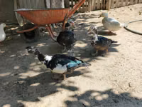 Ducks — الصورة 2