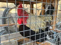 Chickens — ფოტო 1