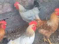 Chickens — zdjęcie 2