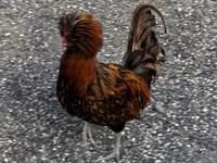 Chickens — zdjęcie 3