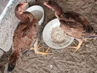 Chickens — Foto 3