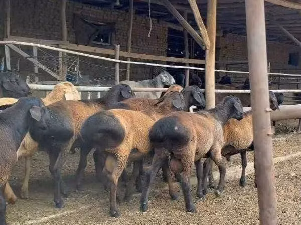 Qoç, Qoyunlar