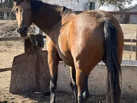 Mare, Arabian horse — photo 1