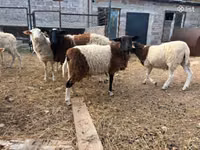 ვერძი, Dorper sheep — ფოტო 5
