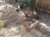 Chickens — foto 7