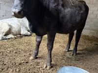 Cow, Swiss cattle — photo 4