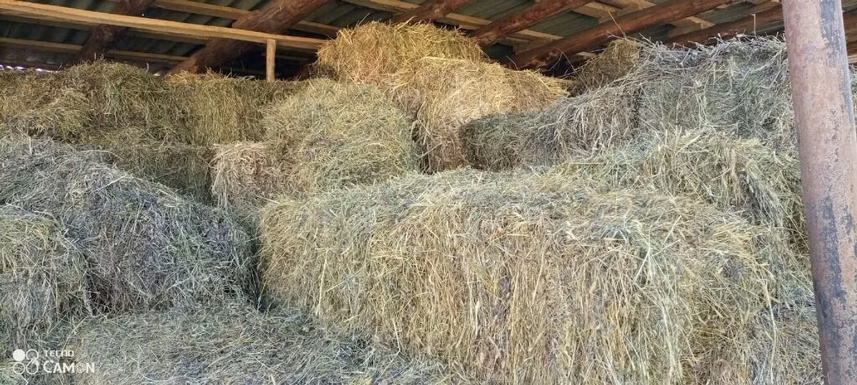Məhsul: Bağlamada quru ot / satilir kiymet 4m obşe 500 tay var