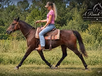 Kısrak, Quarter Horse — foto 3