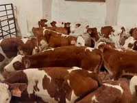 Byk, Simmental cattle — zdjęcie 3