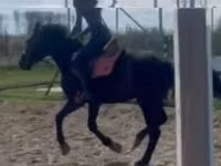 At, Hungarian horse breed — foto 3