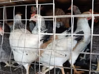 Chickens — foto 1