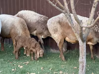 Schaf, Arashan sheep — Foto 1