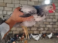 Chickens — foto 3