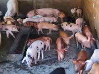 Säue, Schweine — Foto 1