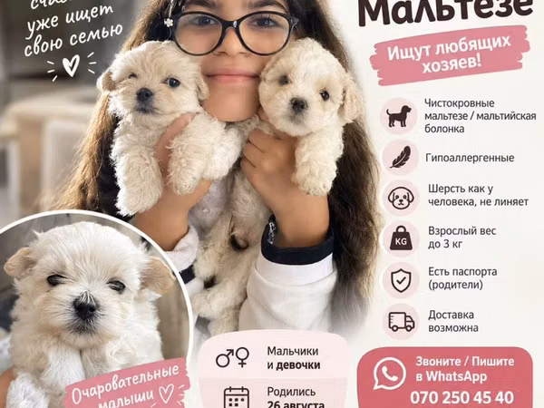 Maltese (maltız bolonka) balaları • Safqan Maltese • Hipoallergen –