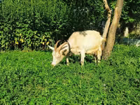 Ziege, Saanen goat — Foto 7
