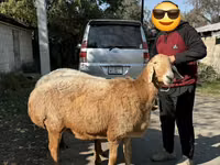 Koyun, Arashan sheep — foto 4