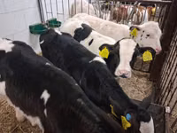 Buqa, Russian Black pied cattle — 1-rasm