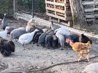 Guinea fowl — फ़ोटो 6