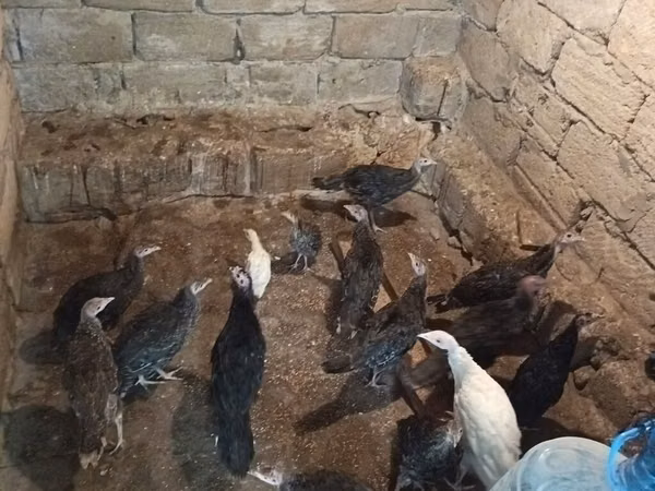 Turkeys — Azerbaïdjan