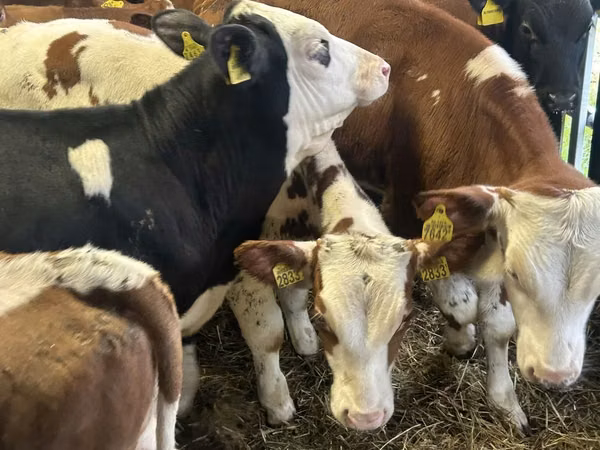 Skot (série, pohlaví neuvedeno), Simmental cattle