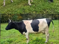 Krowa, Simmental cattle — zdjęcie 3