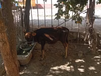 Krava, Skot — foto 1
